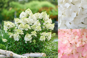 Obraz Hydrangea